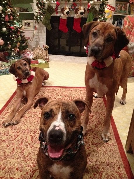 Pampered Pooch Pet Care, LLC