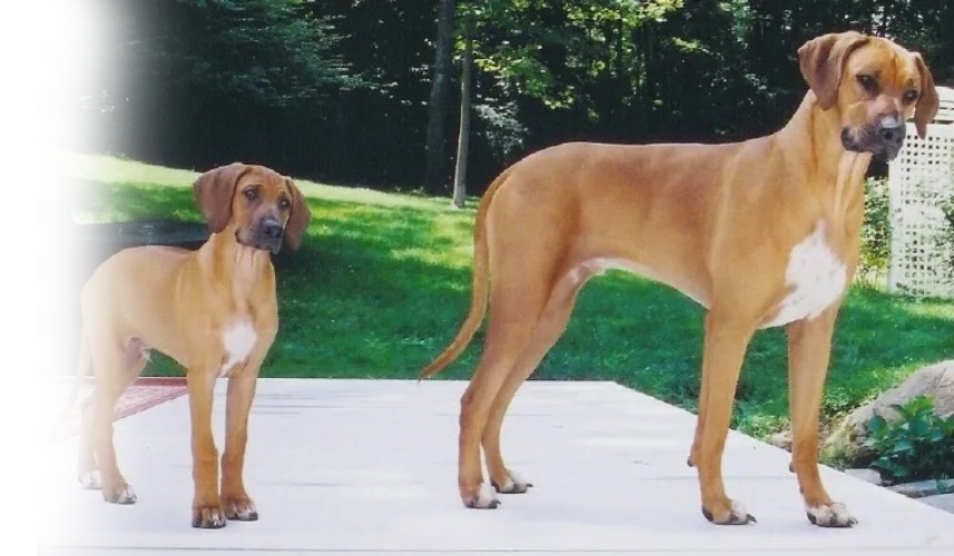Pampered Pooch Pet Care, LLC